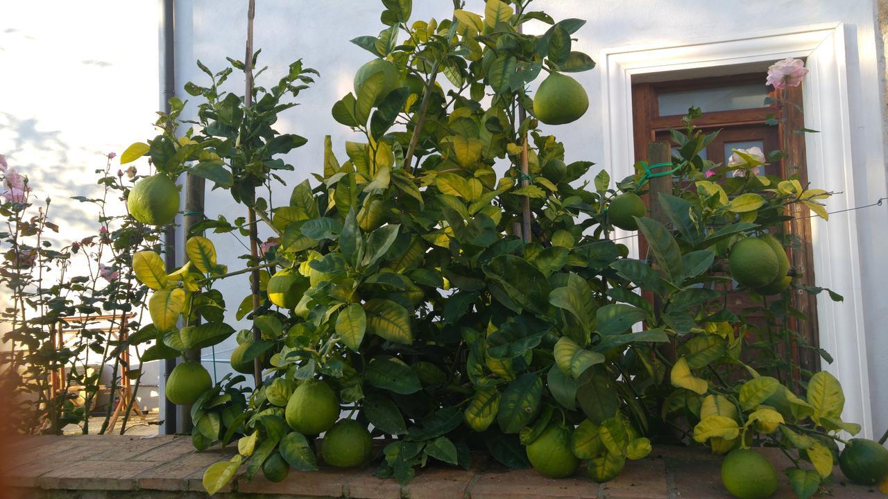 Borgo Patierno Pensionat Conca della Campania Exteriör bild